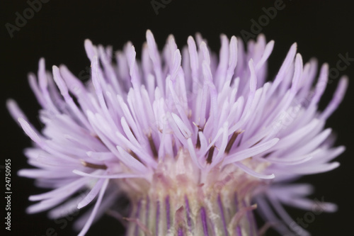 Macro photo of thistle.