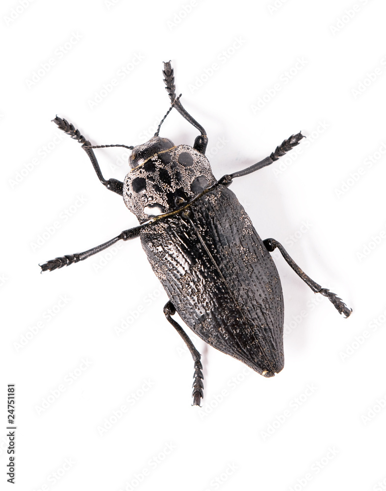 Beetle isolated on white background. Beetle isolated on white background.