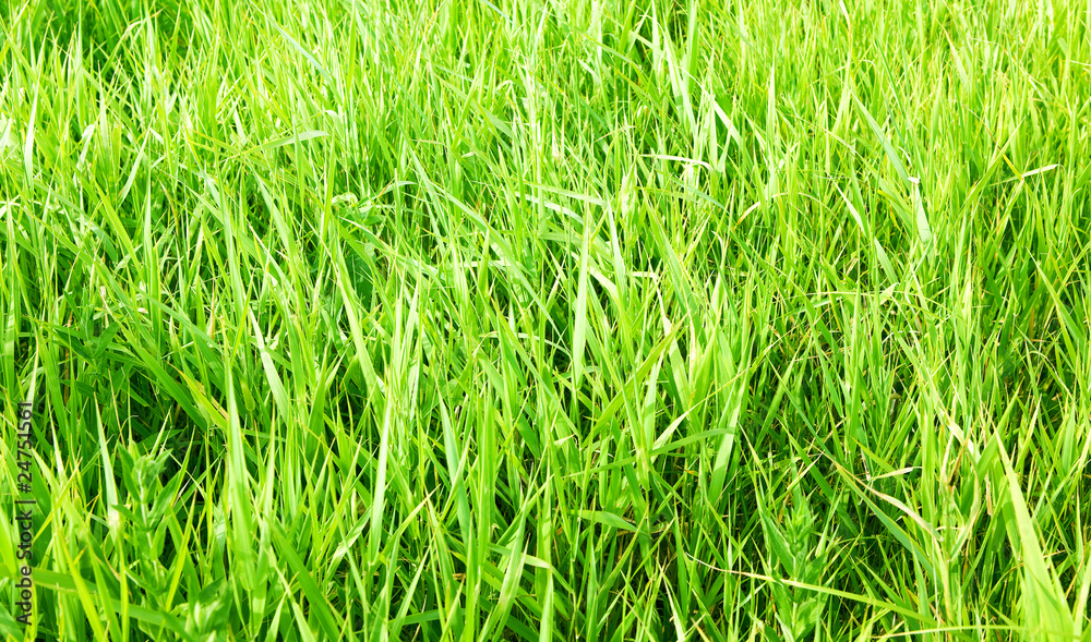 Obraz premium green grass close up background
