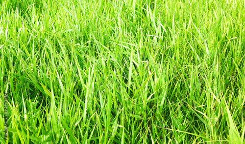 green grass close up background