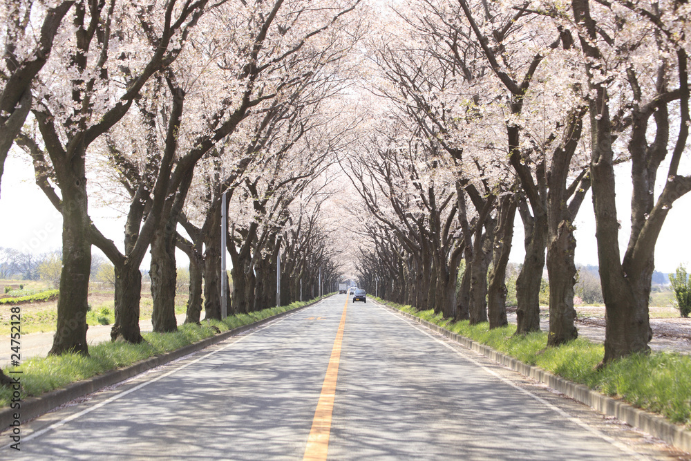 Sakura road.
