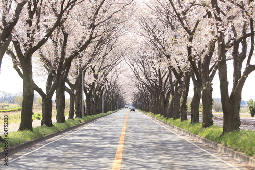 Sakura road.