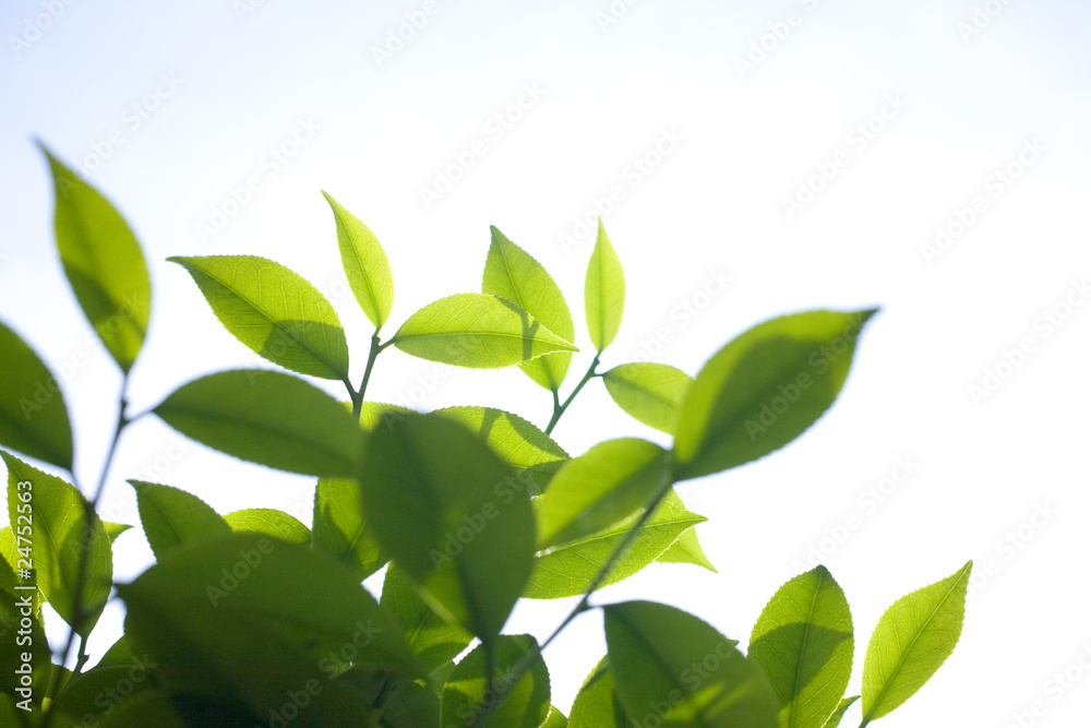 green leaves green leaves
