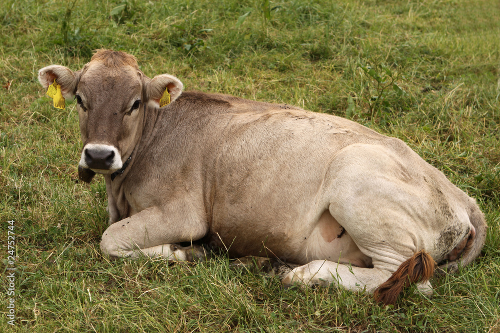 Kuh im Allgäu Kuh im Allgäu