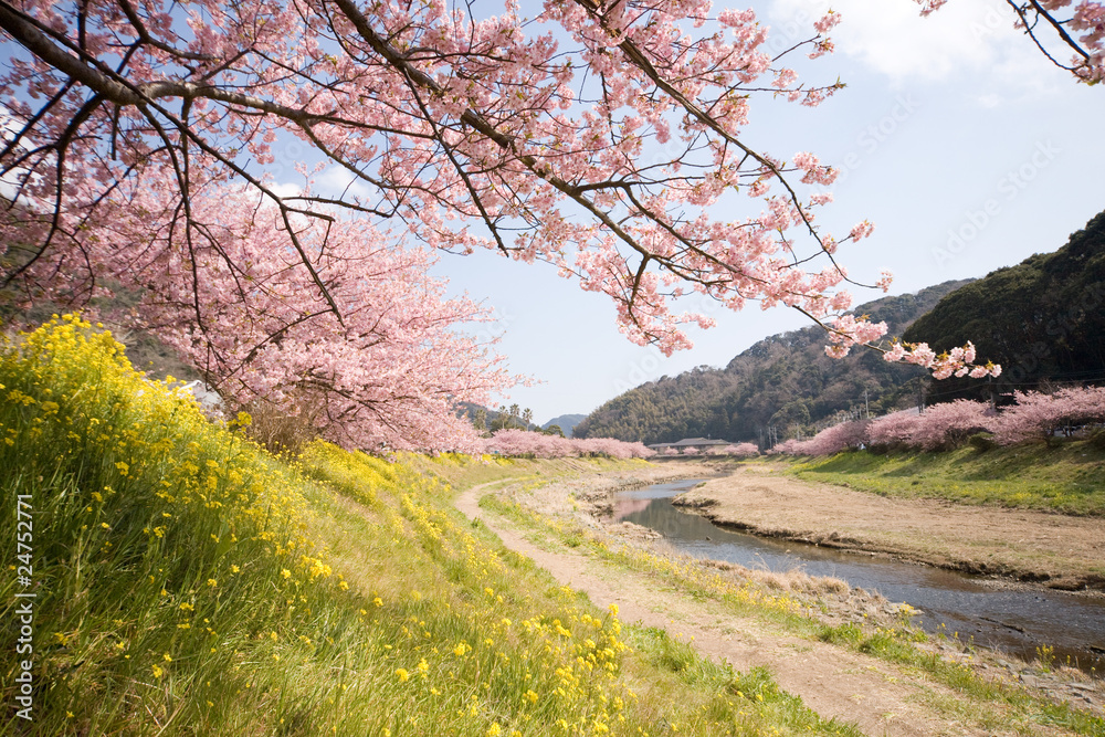 Cherry blossoms and yellow flowers and river. Cherry blossoms and yellow flowers and river.