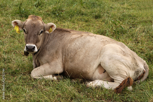 Kuh im Allgäu