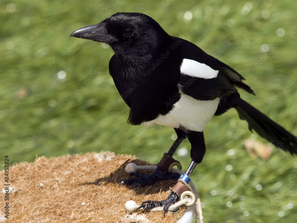 Fototapeta premium European Magpie