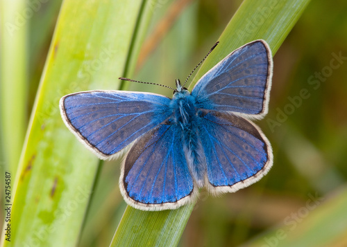 Photography Common Blue butterfly