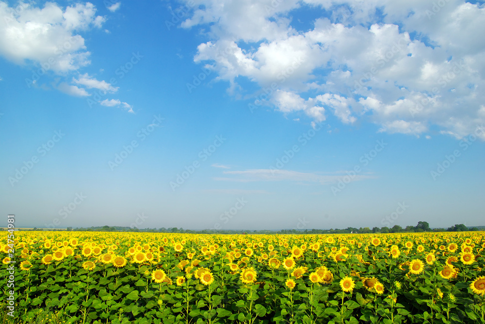 sunflower field