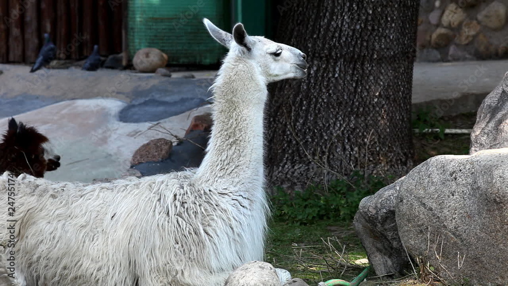 lama glama feed in zoo lama glama feed in zoo