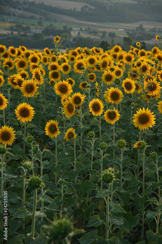 sunflower farming
