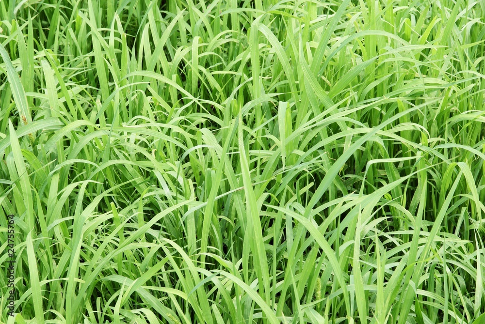 Obraz premium green grass on ameadow