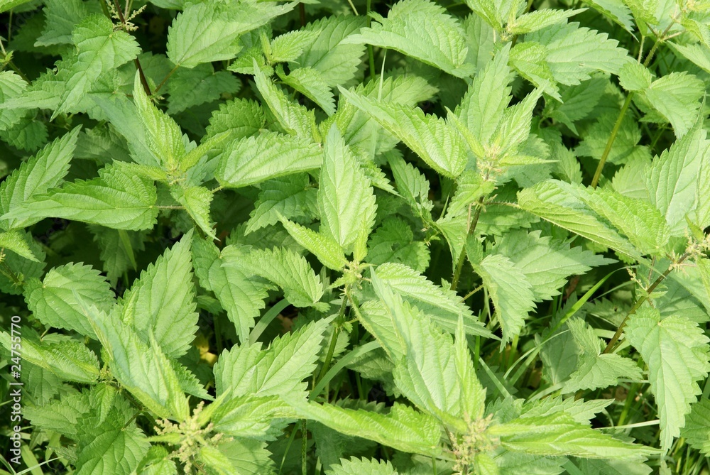 nettle herb nettle herb
