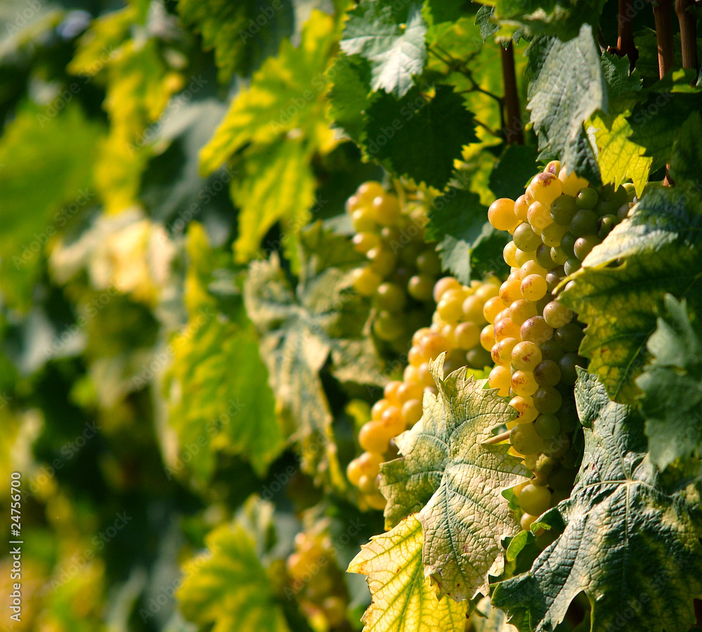 Grape detail 1 Grape detail 1