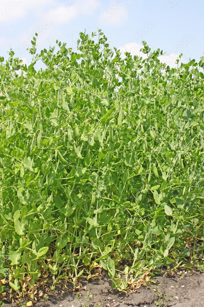 Pea field Pea field