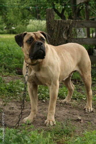 Young bulldog