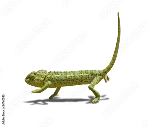 chameleon - camaleon