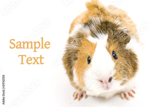 Guinea pig