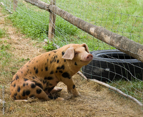 Vászonkép Happy Pig