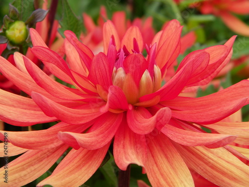 Dalhia orange photo