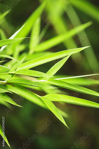 Fresh green bamboo background