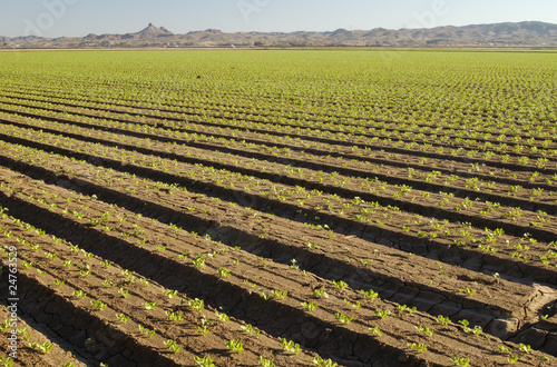 lettuce field