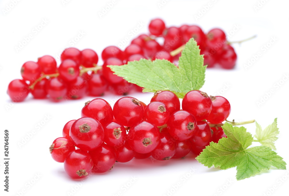 Bunch of red currants on a white background