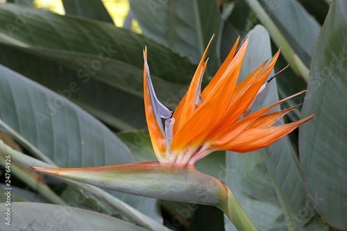 Paradiesvogelblume (Strelitzia reginae)