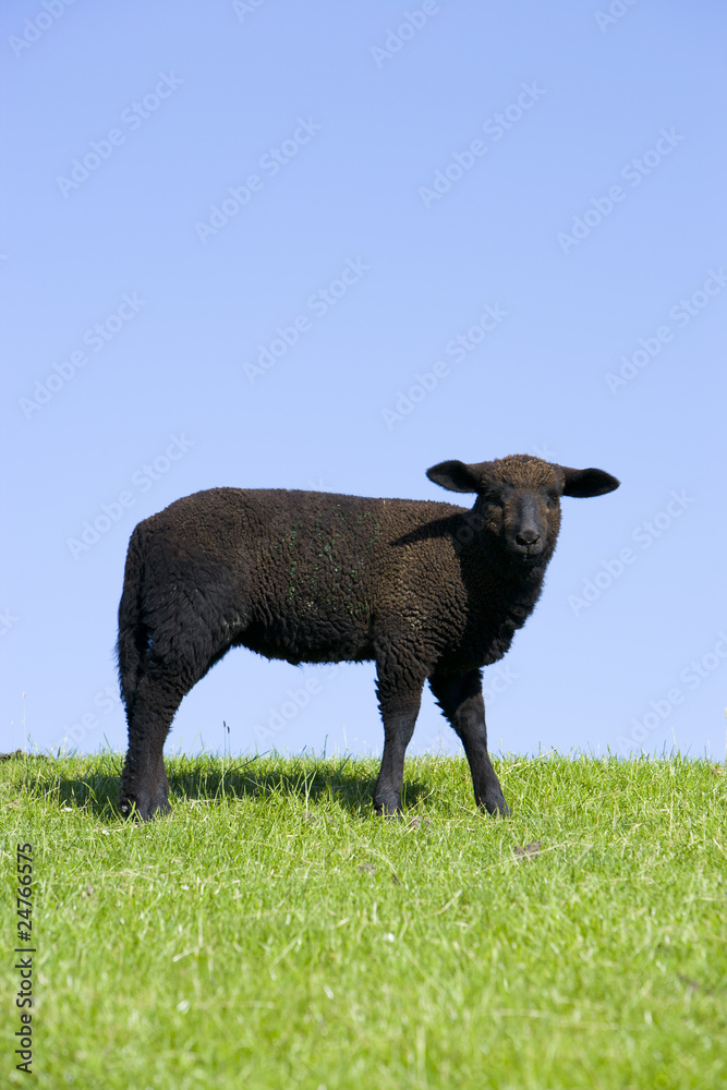 Schwarzes Schaf Schwarzes Schaf