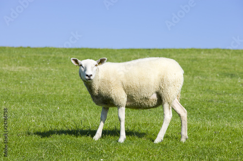 Fototapeta Naklejka Na Ścianę i Meble -  Schaf auf der Wiese