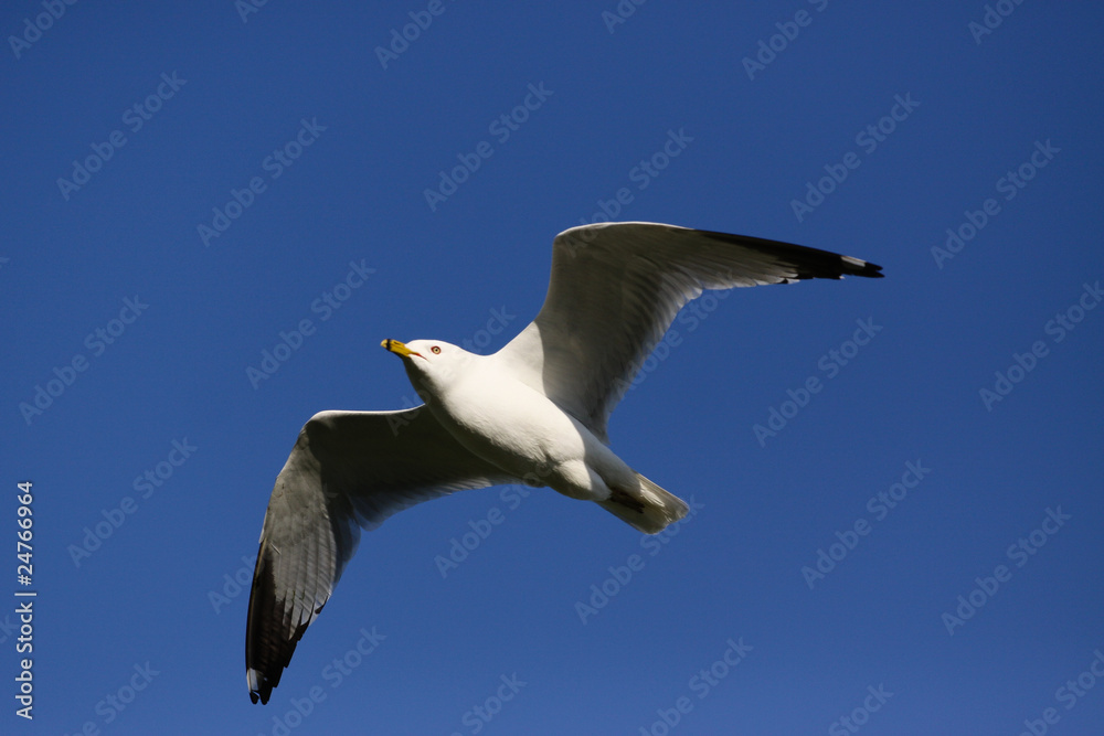 Möwe vor blauem Himmel Möwe vor blauem Himmel