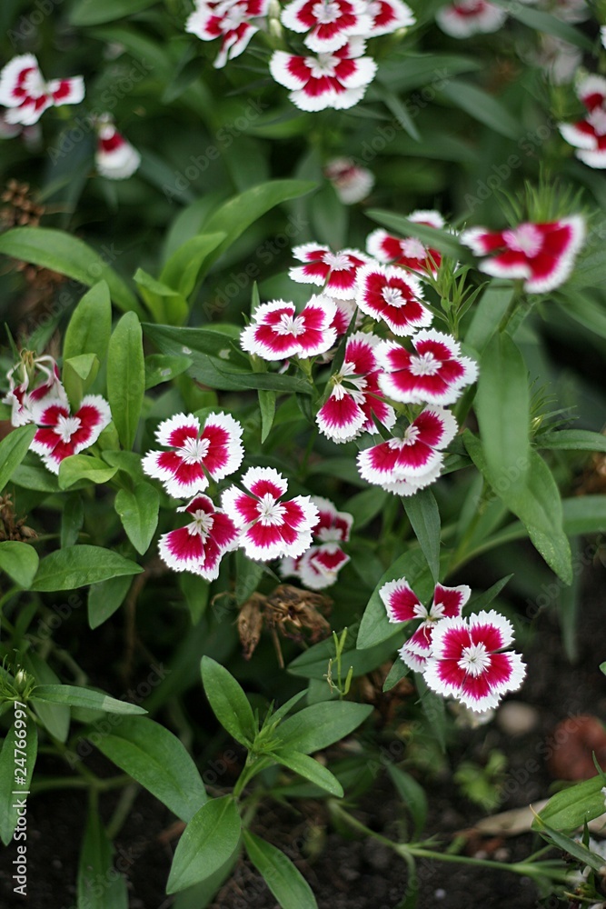 Bartnelke (Dianthus barbatus) Bartnelke (Dianthus barbatus)