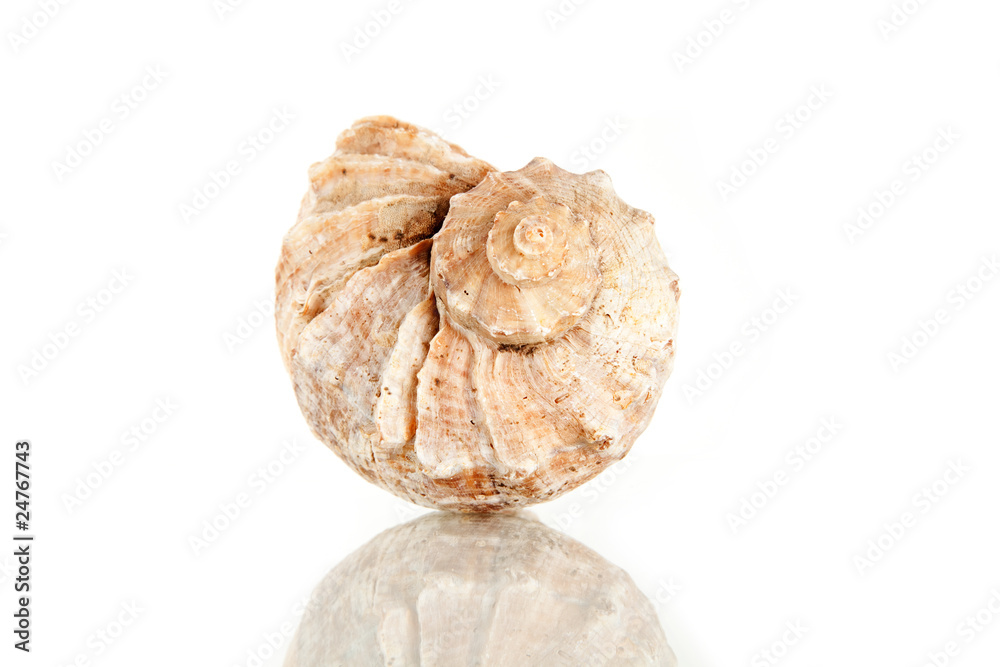 Big seashell, studio shot