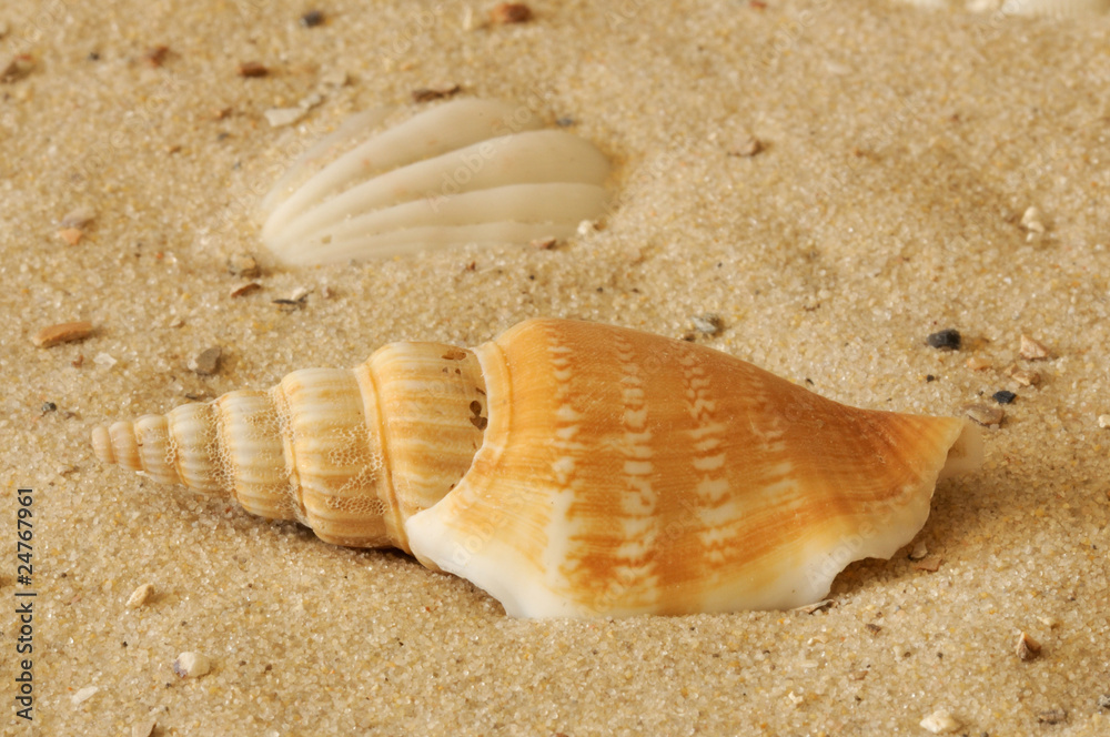 Muscheln am Strand Muscheln am Strand