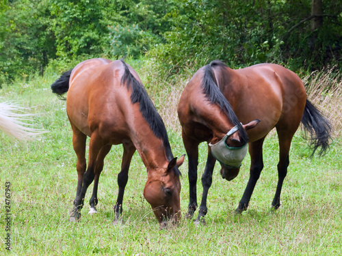 Fototapeta łąka pole koń