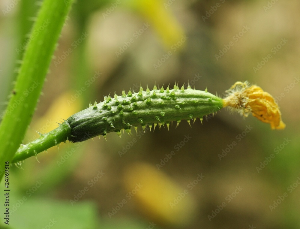 small cucumber with flower