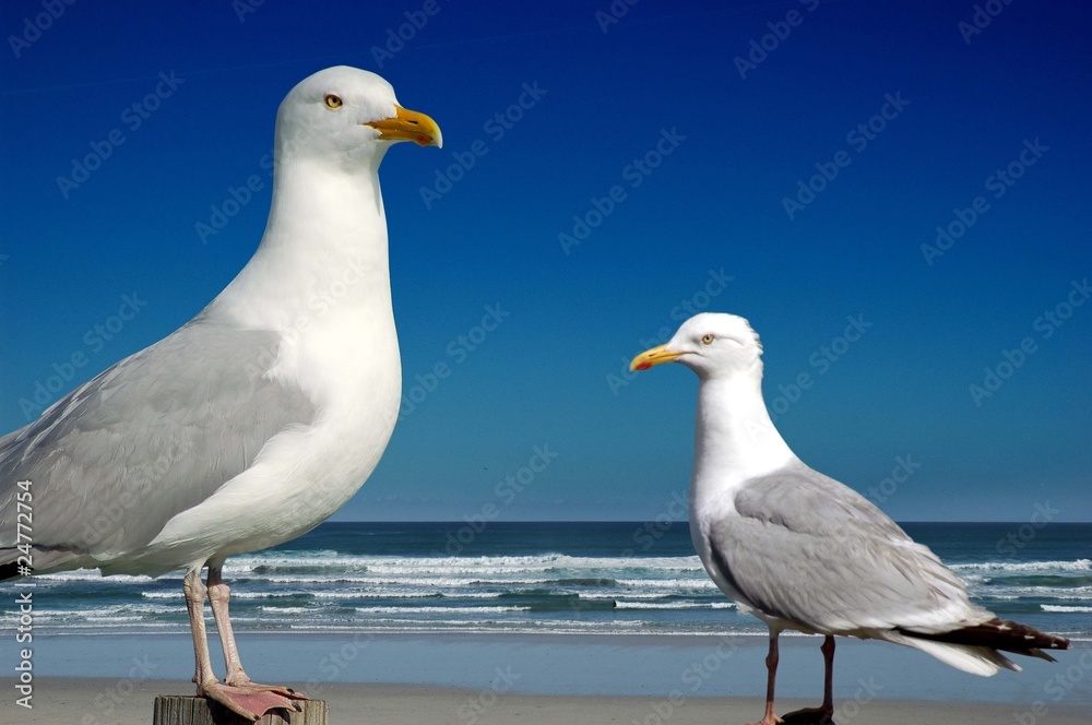 deux mouettes deux mouettes