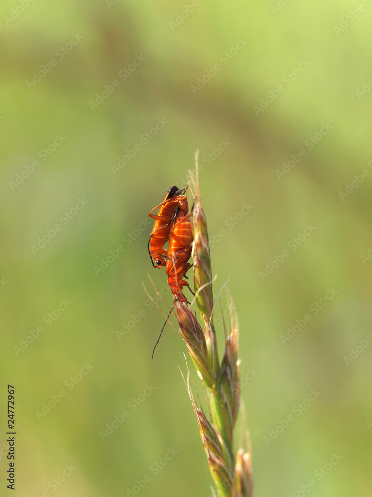 Schmalbock auf Blüte