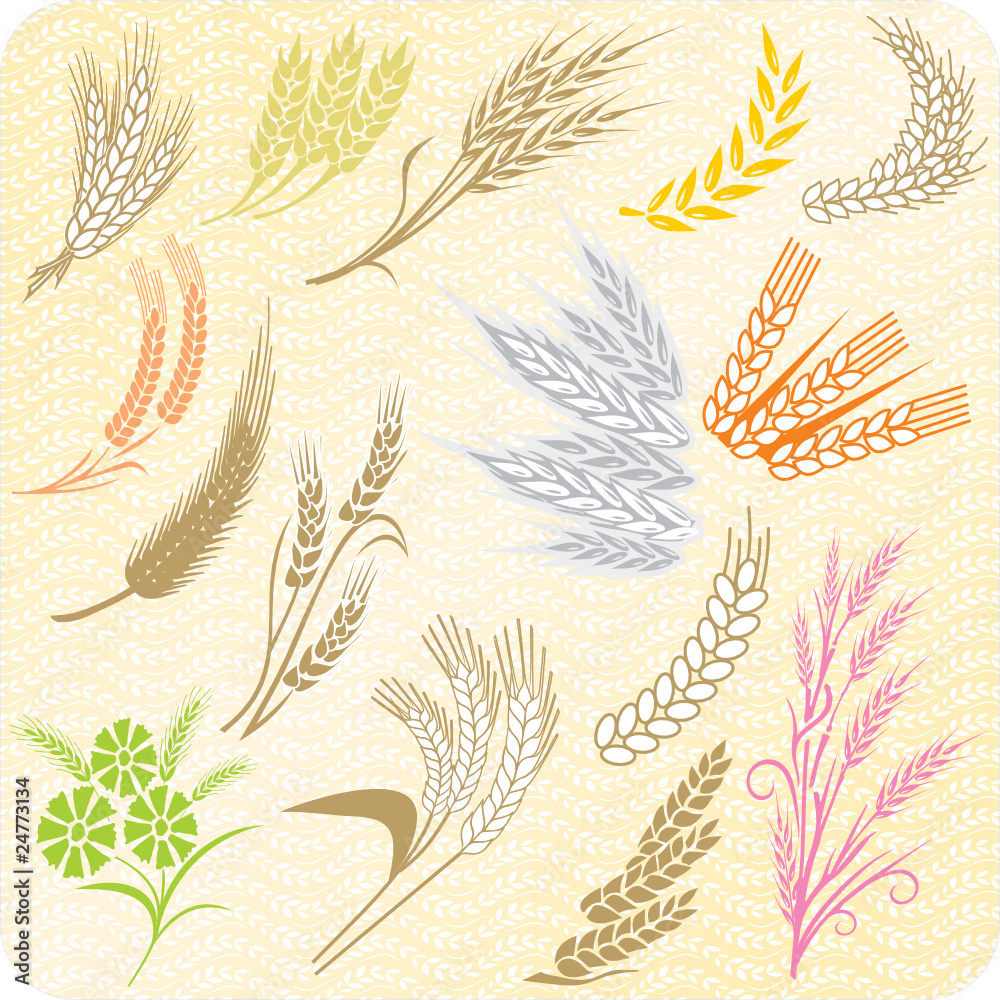 collection wheat ears and sheafs collection wheat ears and sheafs