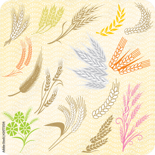 collection wheat ears and sheafs