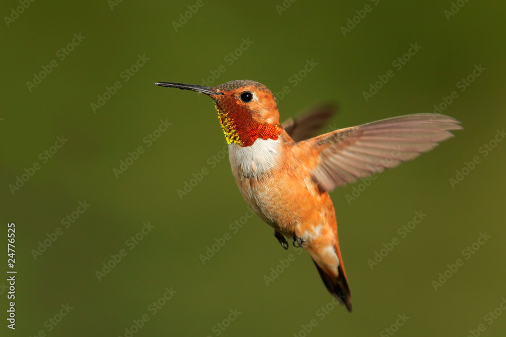 Obraz premium Rufous