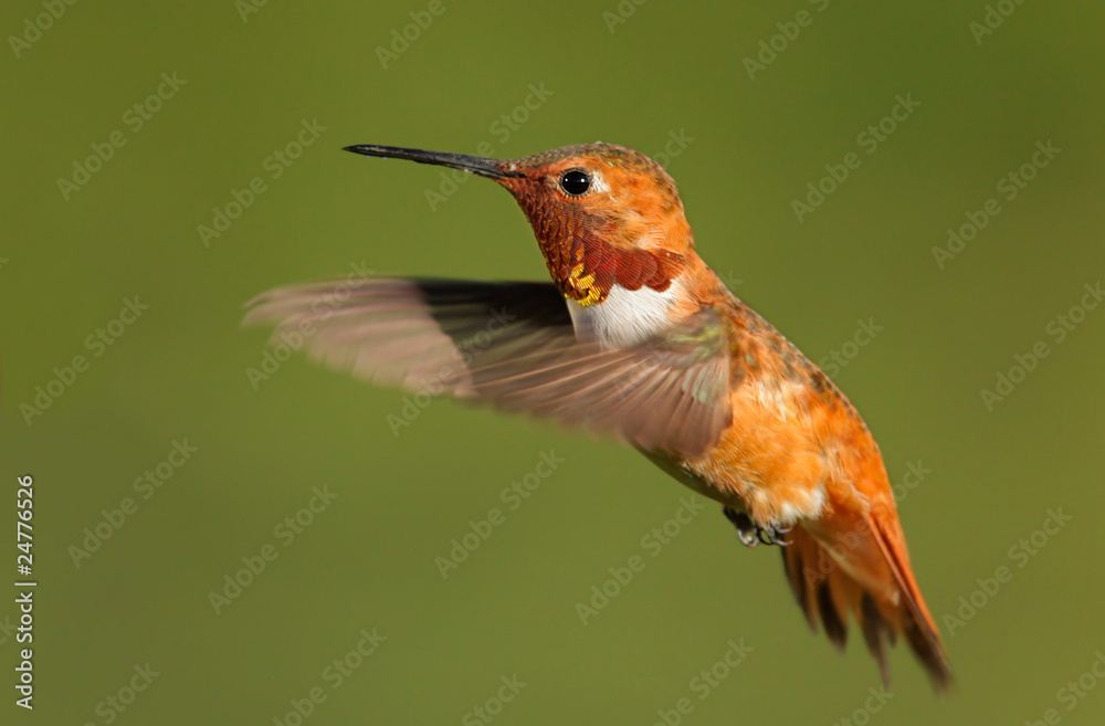 Fototapeta premium Rufous Hummingbird