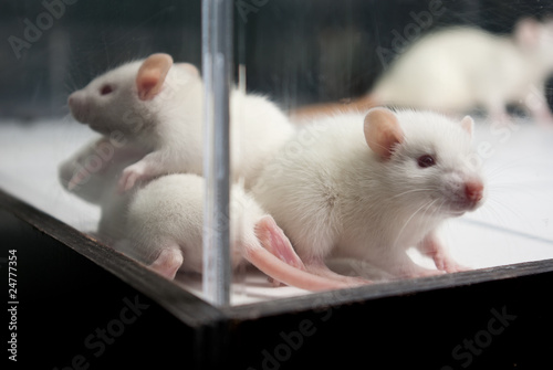baby albino rats on open field board behind acrylic