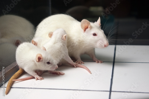 white (albino) rat with baby rats on open field board