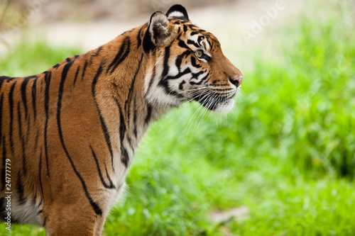 Close-up portrait of a Tiger  Panthera tigris 