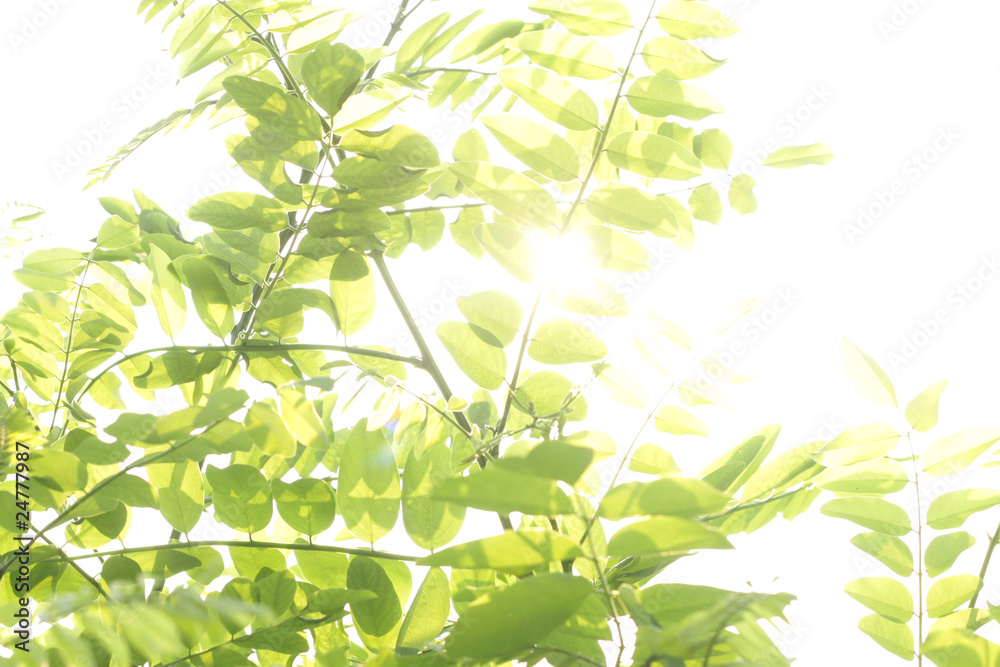 Acacia tree Acacia tree