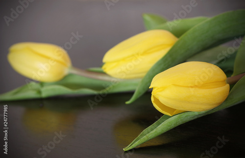 Three yellow tulips