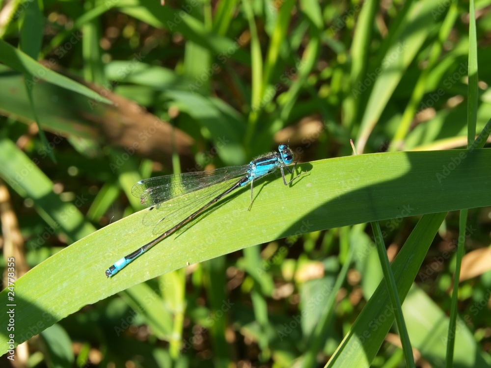Große Pechlibelle Große Pechlibelle
