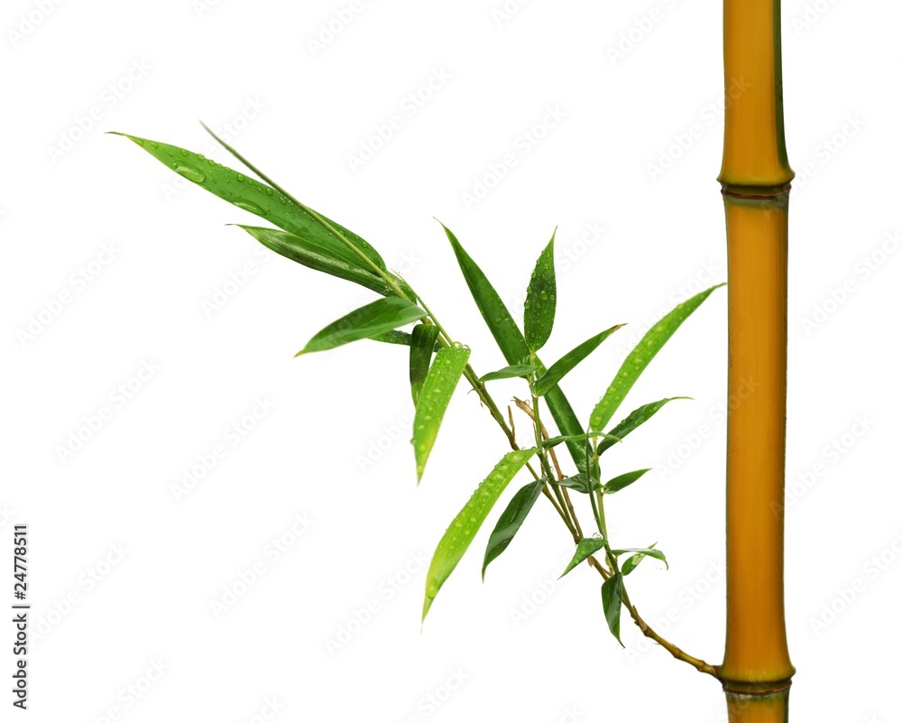 Naklejka premium Bamboo