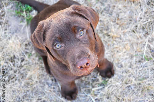Foto chocolate Labrador Retriever